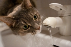 Tiere