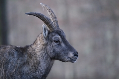Tiere