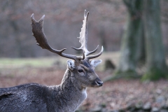 Tiere