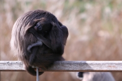 Tiere